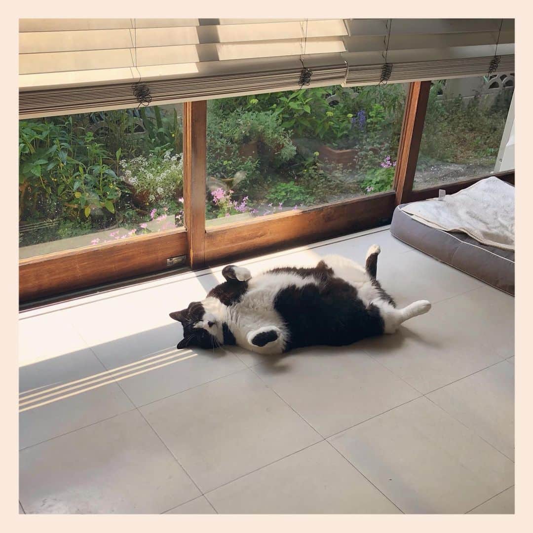 パンといっぴきのインスタグラム：「#元保護猫 #ハチワレ #白黒猫 #blackandwhitecat #tuxedocat」