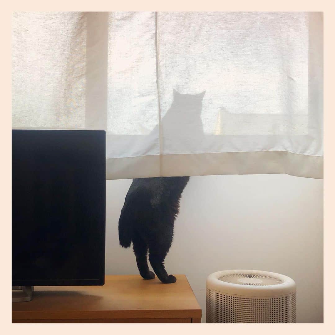 パンといっぴきのインスタグラム：「#元野良猫 #黒猫 #blackcat」