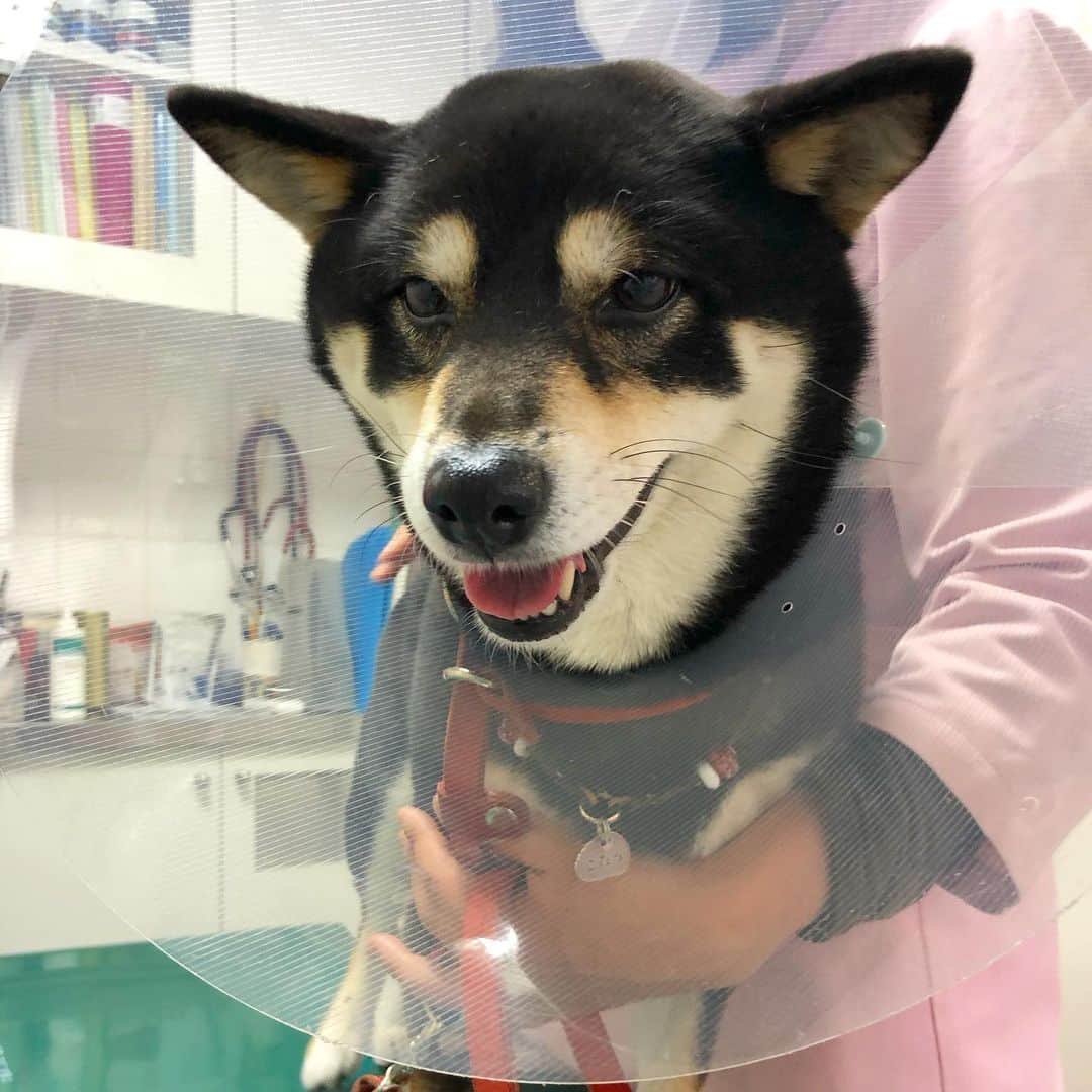vo_coのインスタグラム：「🏥2020.05.02 あまりに長文になってしまったので読み飛ばして頂いて結構です * 「こたつに今日起きたこと」  午後、こたつにちょっとした異変があったので、備忘録的に記録に残しておきます  14時過ぎ、リビングの片付けをしていたら、玄関の方から聞き覚えのあるこたつの「キャキャキャキャーン！！」の悲鳴が…！ 嫌な予感…なぜなら股関節脱臼した時と全く同じ鳴き方だったから その瞬間見てなかったけど、うちの奥さんが玄関からこたつを抱きかかえて部屋に戻そうとしたら突然悲鳴をあげたとの事 とりあえず尻尾を下げて立ち尽くし、不安な顔してプルプル震えてるこたつ… 確認しようと、下半身を触診しようとしたらこれまたすごい悲鳴 マジか…もうハズレる股関節無いのに…まさか膝蓋骨？？パテラ⁈ びっこをひくようにクレートに逃げかえったこたつが落ち着くのを待って、触診開始 アタマ…顔…首と触ってもとりあえず大丈夫、でも呼吸荒いし大丈夫かなぁ…と下半身に手を伸ばして触れた瞬間！ これまた特大の悲鳴と共に、こっちの手に噛み付くような動作！（実際には歯も当たってない） これはいよいよヤバイな… かかりつけは営業縮小してたけど、予約診療はやってそうなのでとりあえず電話 状況を説明すると… 「それはきっと関節とか骨ではなく神経痛の症状」とのこと …神経痛⁈⁈ 2時間後に診療してもらえるということなので、とりあえずこたつは安静に放置して早速「犬　神経痛」でググると… ・前触れなく、触ると突然悲鳴をあげる ・震えて、触れられるのを嫌がる ・歩行に支障が出る ・食欲がなくなる 等、当てはまる要素がずらずら 触られるのをこれまでにない警戒レベルで拒絶されるので、触れずに様子を見てると ・とりあえず尻尾は下がったまま ・おすわりはするけど伏せの姿勢に中々ならない ・いちおう脚を上げたりせずに歩ける むう… そーっとちゅーるをあげてみたら…食べた！！　少し安心… 2時間経つと、尻尾は下がったままだけどとりあえず歩けるようなので病院へ 問題は診察室が階段しかない2Fにあること…仕方ない、クレートごと連れて行こう 診察室に連れて行って詳細を伝えると、とりあえず噛まれないようにエリカラ付けて診てみましょう、と恐る恐る胴体触っても大丈夫…えいや！となるべく下半身に触らないように抱きかかえて診察台へ ラッキーなことに子犬の頃から可愛がって貰っててこたつも大好きな看護師さんだ！ カラー付けて触診すると…あれ？拍子抜けするくらい平気 後脚だけで立たせても…普通に嫌がらず立てるやん！ 先生によると、犬の神経痛って言ったけど、具体的な病名じゃなくてどこかの神経が圧迫されたり温度変化に対応できなかったりで痛くなることがあるので、それではないか、と こたつ的には触られた事でものすごく痛かったので、飼い主に対していっとき不信感を持ったのではないか とりあえず骨とか関節の異常ではないので、レントゲンとかも撮りません 今は平気だけど、排便時とかにもしかしたらまた痛くなるかも 念のため鎮痛剤と、脚が攣る時に効く人間も飲める漢方を処方してもらい、ついでに肛門腺を絞ってもらって完了 最後はニコニコしながら先生におやつをねだっていた… 先生も「医者が言う事じゃないけど、これだけ笑ってるから大丈夫よ！」と笑 試しに帰りの階段は歩かせてみたら普通に軽快に降りていきました😅  結果、それ以降痛がる素振りもなく夕飯もちゃんと食べて今はすやすやと眠っています 原因がハッキリしないのがもやもやするけど、とりあえずは一件落着 我々夫婦にとってもこたつのあの悲鳴はトラウマになってるので、とりあえず大事に至らずよかった…入院して麻酔して外科手術は避けたかったし 完治快癒というわけでもないので、油断せず明日はいつも以上に気にして見ていよう… 長文にお付き合い頂きありがとうございました うちの子も同じような症状になったことある！等あれば、情報共有いただけるとありがたいです * #犬の神経痛  #病院が開いてる日でよかった #早く元気になってね #shibastagram #instashiba #shiba #shibainu #黒柴 #柴犬」