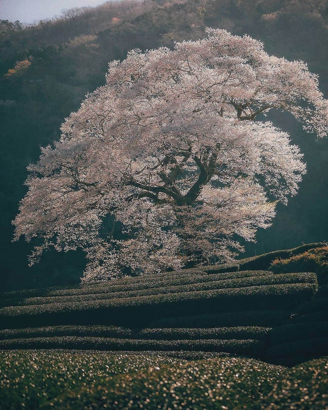 Berlin Tokyoのインスタグラム：「Seasons come and go. Nothing remains the same. Finding beauty in impermanence is the Japanese way to appreciate nature. . . 1,2 Shizuoka 3, Himeji 4, kyoto . . #hellofrom #japan」