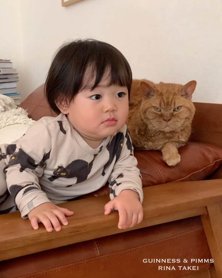 ギネス & ピムスのインスタグラム：「02/05/2020 Happy Caturday! ・ Brothers watching TV on the sofa in the same posture. And then the older brother watching over the younger brother's dances moves without moving himself. Have a nice weekend everyone! #stayhome ・ ・ 同じ格好でソファーに座って 一緒にTV観てた😂 途中から踊り始めた弟の横で ほぼ動かずに見守るピム丸でした。笑 そんな凪ねこ 明日で1歳5ヶ月！ 来月の1歳半健診は きっと延期になるんだろうな… 日本で受ける初めての健診だから 少し楽しみ！ 平均よりいつも背が小さい凪ねこ。 伸びてるといいな🤣 それでは皆さま素敵なGWを♬ ・ ・ #おうち時間 #ピムスくん #ギネピムと凪くん  #1yearold #1歳 #1歳4ヶ月 #16monthsold  #babyboy #男の子ベビー #赤ちゃんのいる生活 #赤ちゃんのいる暮らし #赤ちゃんと猫 #猫と赤ちゃん」