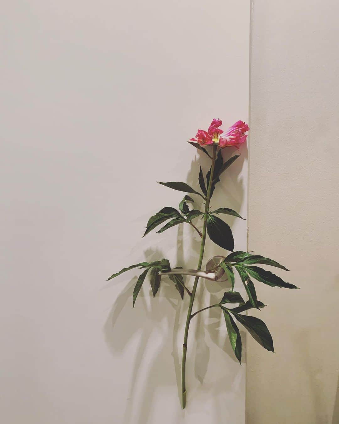 風間ゆみえのインスタグラム：「見えないものを見る力  この花は」