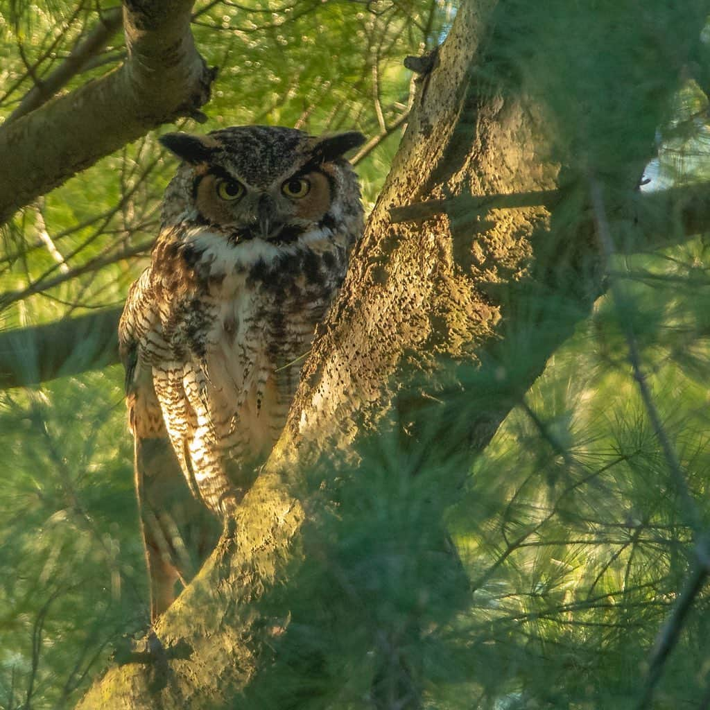 Tim Lamanさんのインスタグラム写真 - (Tim LamanInstagram)「Photos by @TimLaman.  Great Horned Owls!  Thanks to a nice tip from a friend across town, I was able to get these shots of our neighborhood Great Horned Owls early this morning.  One of the three chicks was perched out on a branch near the nest with a dozing parent, while the other adult stood watch in an adjacent tree.  #BackyardBirds #Massachusetts #Owls #GreatHornedOwls  See more of my bird photos from my backyard and around the world @timlaman」5月2日 23時43分 - timlaman