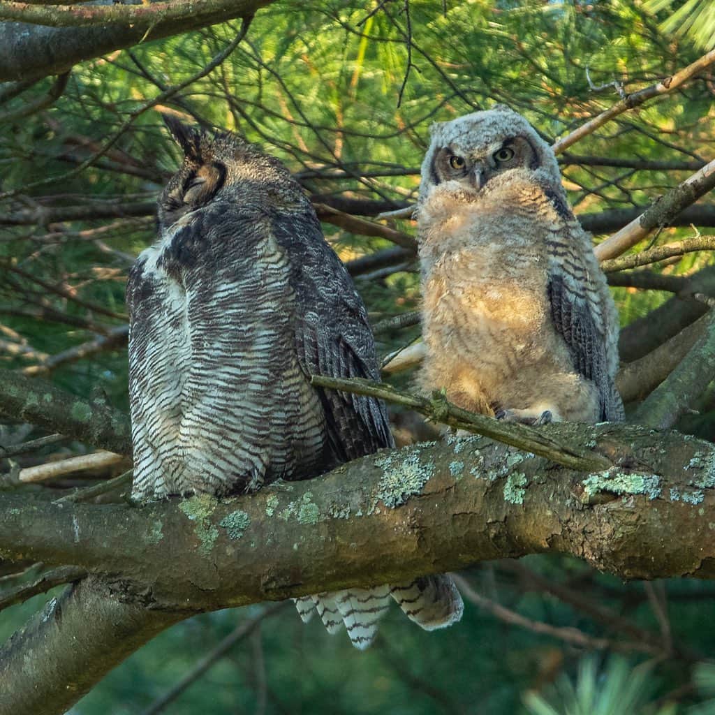 Tim Lamanさんのインスタグラム写真 - (Tim LamanInstagram)「Photos by @TimLaman.  Great Horned Owls!  Thanks to a nice tip from a friend across town, I was able to get these shots of our neighborhood Great Horned Owls early this morning.  One of the three chicks was perched out on a branch near the nest with a dozing parent, while the other adult stood watch in an adjacent tree.  #BackyardBirds #Massachusetts #Owls #GreatHornedOwls  See more of my bird photos from my backyard and around the world @timlaman」5月2日 23時43分 - timlaman