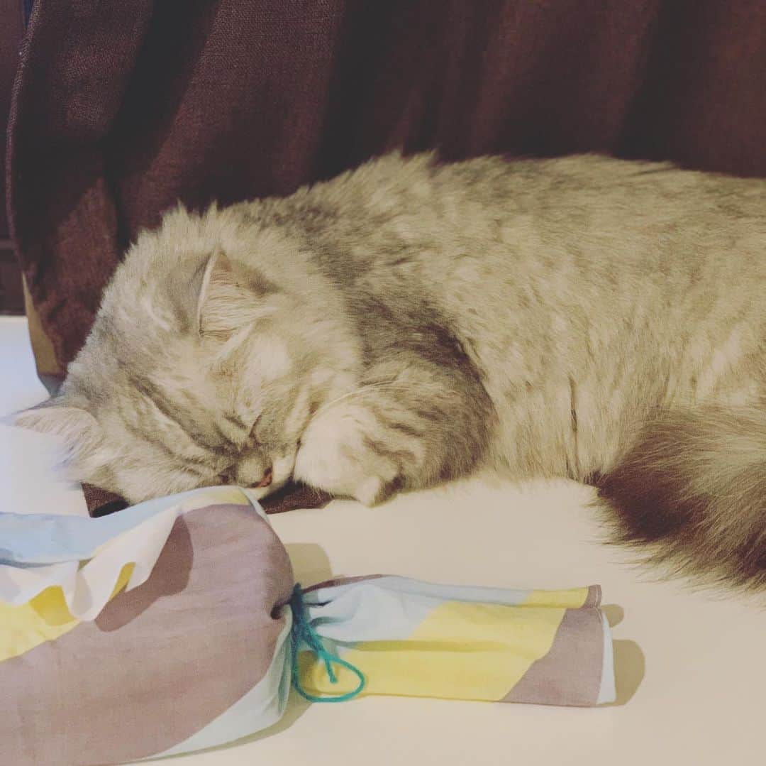 木村了さんのインスタグラム写真 - (木村了Instagram)「#日々の暮らしを楽しむ  #最近のお気に入りの場所  #気持ち良さそうに寝てる  #小さい事でも幸せ  #感じることの大切さ  #猫との暮らし  #私の大事な場所は #呼吸 #間 #テンポ #タイミング #生で感じる素晴らしさ  #全てが詰まっている #そんな場所 #もう一つは #沢山の人達が  #関わって #出来上がる #大勢が #観る #感動の場所 #御想像にお任せします  #stayhome  #今日も我が家」5月2日 23時56分 - r_k0923