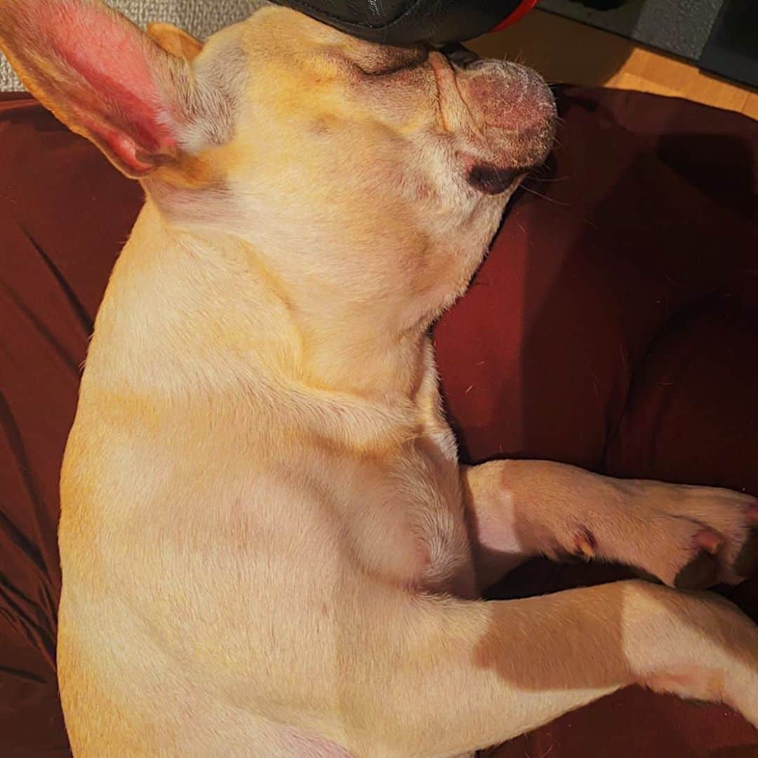 押尾学さんのインスタグラム写真 - (押尾学Instagram)「おやすみなさい😴⭐ #goodnight #sweetdreams #frenchbulldog #frenchie #dogsofinstagram #dogstagram #instagood #mycutestfrenchie」5月3日 0時24分 - manabuoshio_official