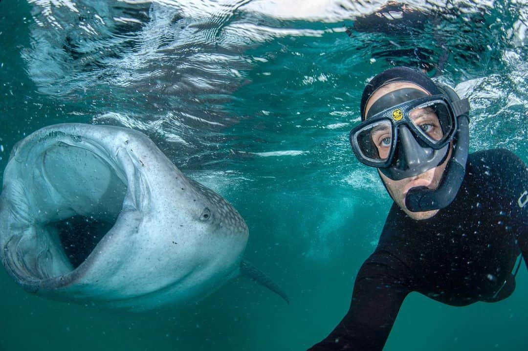 Thomas Peschakのインスタグラム：「...and now for something a little different! A Indian Ocean selfie with a feeding whale shark from a very long time ago! For someone who has been on the road/in the field almost nonstop for the last 15 years, finally being at home for an extended period of time is equal measures terrifying and cathartic all at the same time. Stay safe everyone !!!」