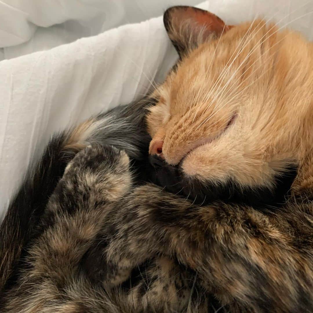 Venus Cat さんのインスタグラム写真 - (Venus Cat Instagram)「This is what my Mom wakes up to every day. 💤」5月3日 1時45分 - venustwofacecat
