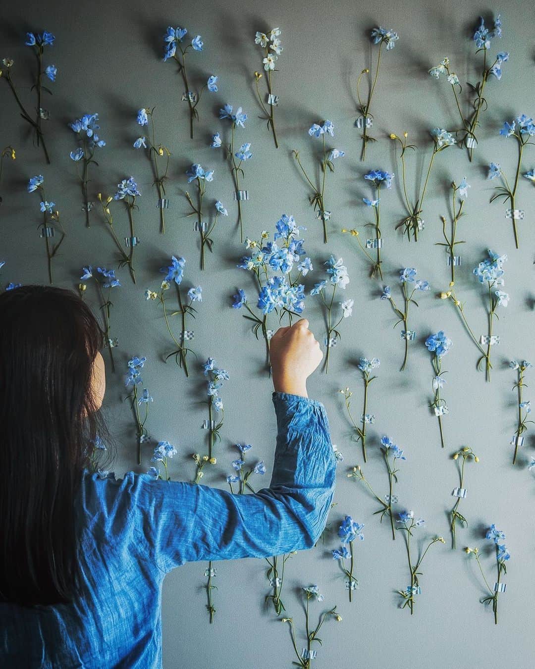 柳澤麻衣のインスタグラム：「Hello May.  Have a lovely weekend to all. Decorate the wall with blue delphiniums 💙 .  ブルーのデルフィニウムで壁を飾ってみました。」