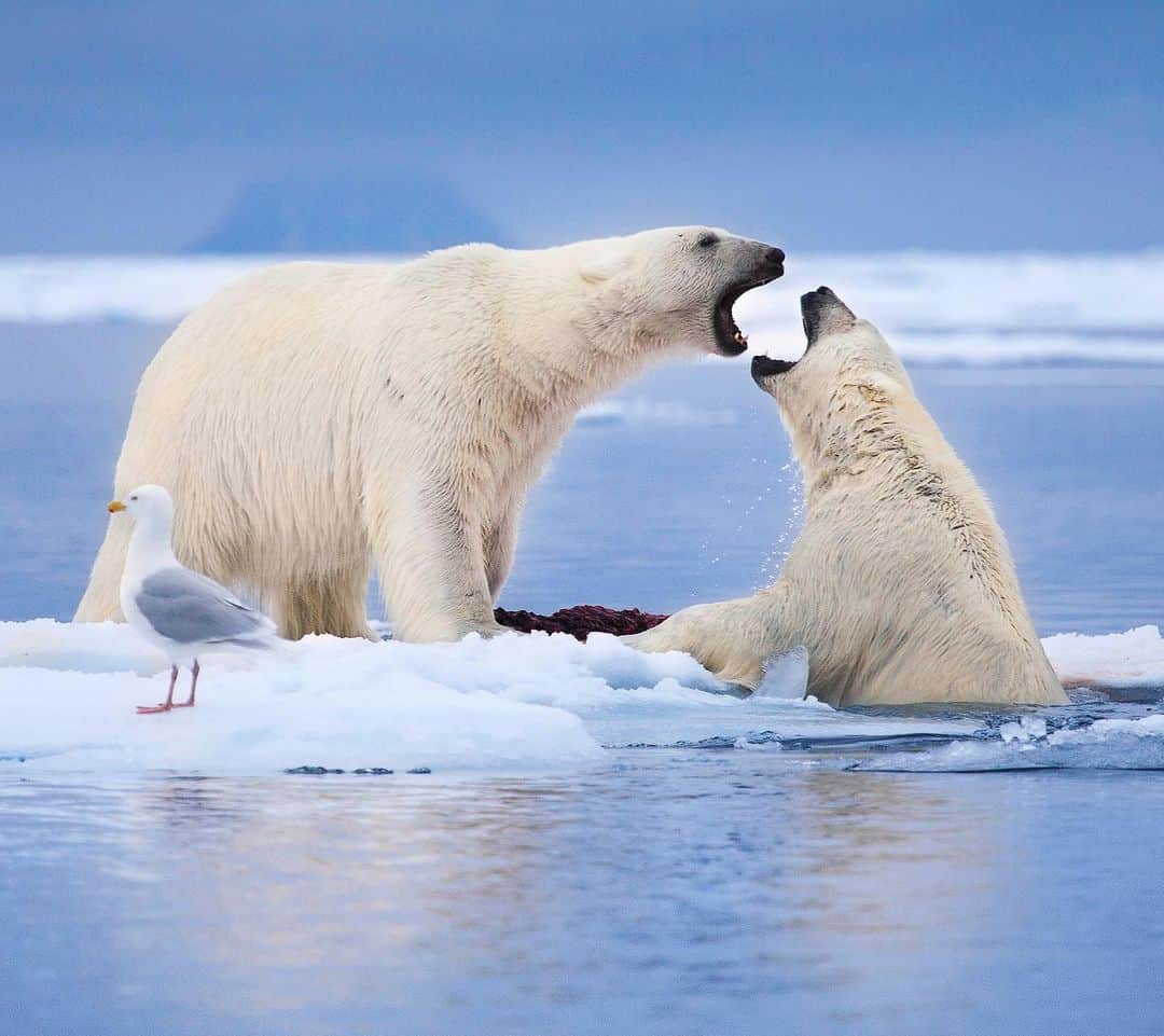 Chase Dekker Wild-Life Imagesのインスタグラム：「After almost a decade of photographing wildlife, this day up in the high Arctic is still one of the most spectacular. Within just a matter of a few hours, we had counted 14 polar bears across the sea ice, many of them feasting on freshly caught seals. We figured it was only a matter of time before a few would interact with one another, but watching a squabble over a seal carcass was beyond perfect. In fact, there was actually another smaller bear on his own ice floe, just out of this frame, watching these two go at it. As I sit at home during the lockdown, reliving adventures like this help make time go by a little quicker.」