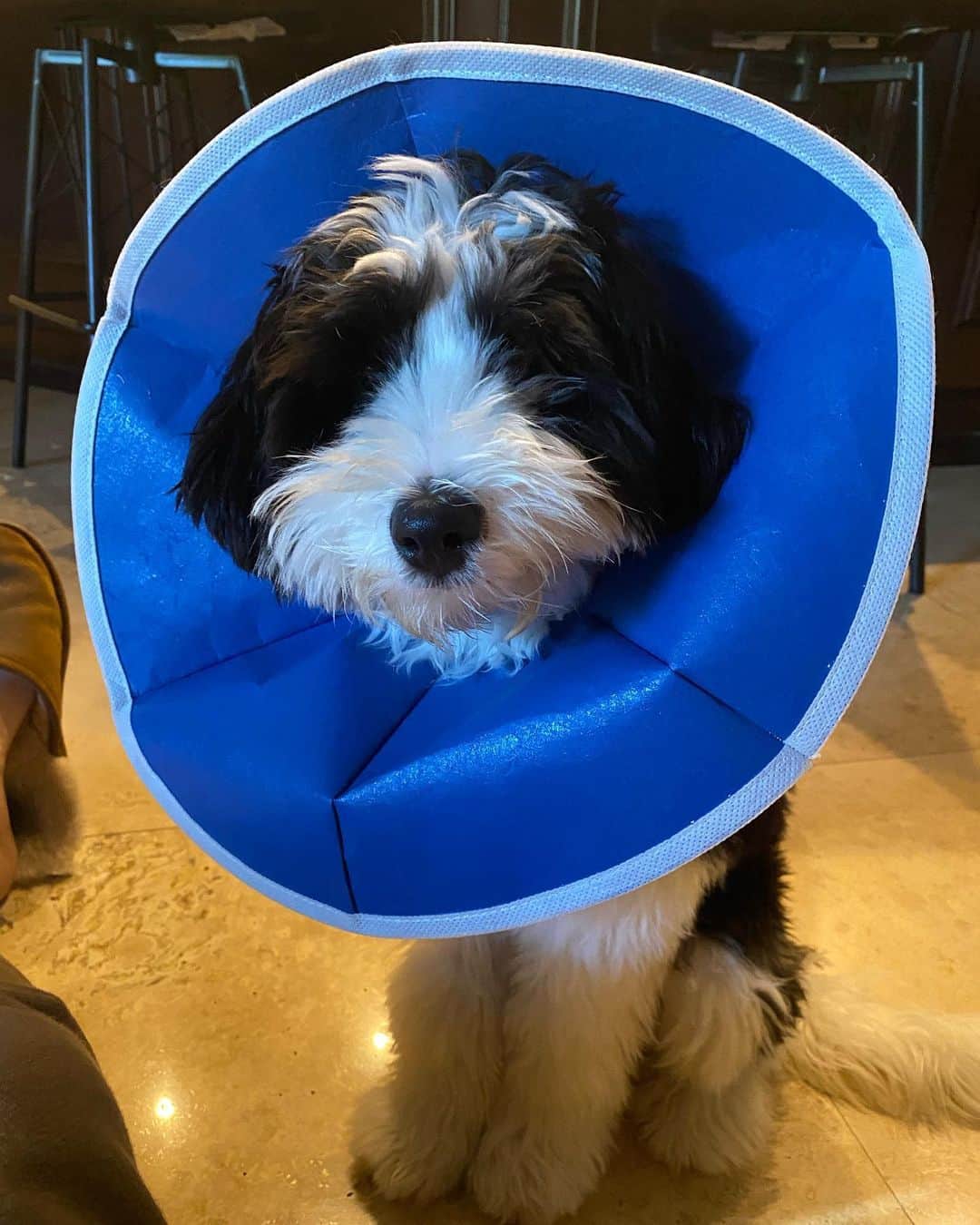 ジャスティン・トーマスのインスタグラム：「First Saturday in May... that usually means @kentuckyderby! I know they’ll be ready come Labor Day weekend. For the time being, Franklin is ready to go now in his Derby hat 🙈❌🏀🏈 #sorryfrank」