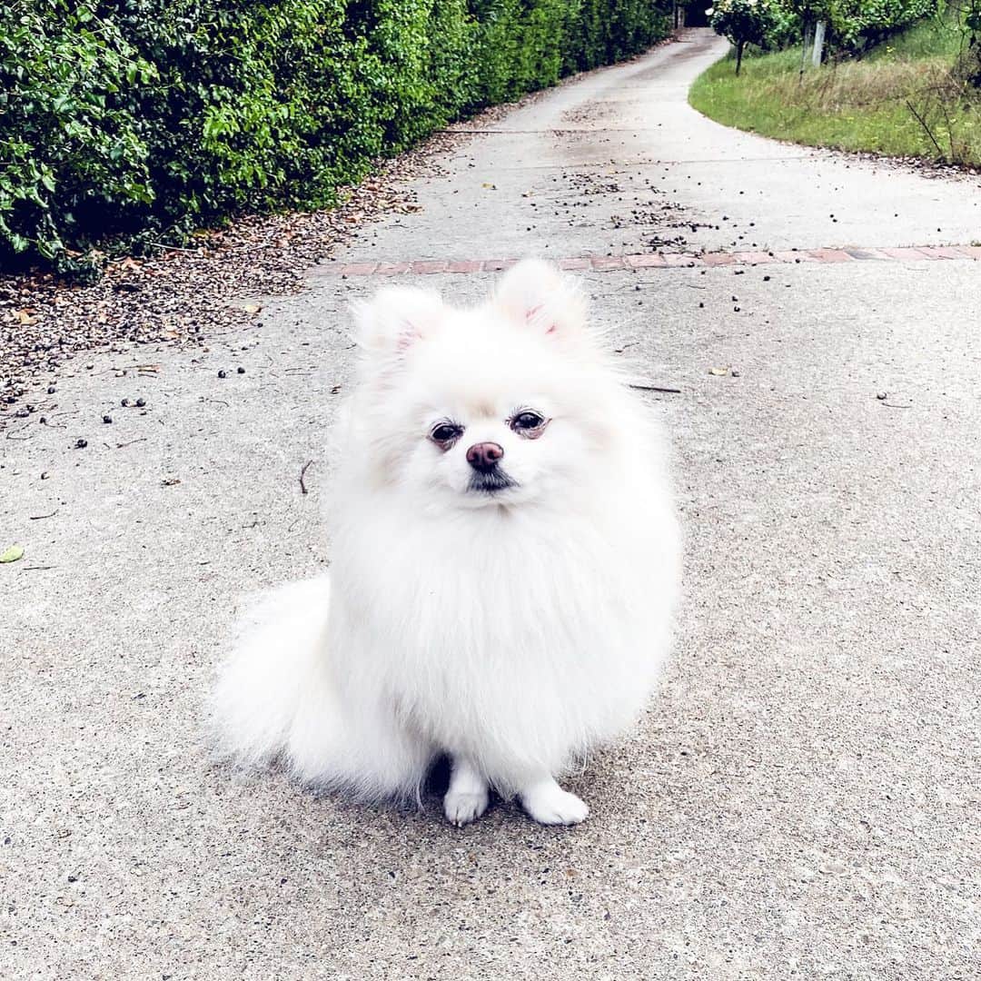 Buddy Boo Blueさんのインスタグラム写真 - (Buddy Boo BlueInstagram)「He’s a real life Gidget from Secret Life of Pets.」5月3日 4時26分 - buddyboowaggytails