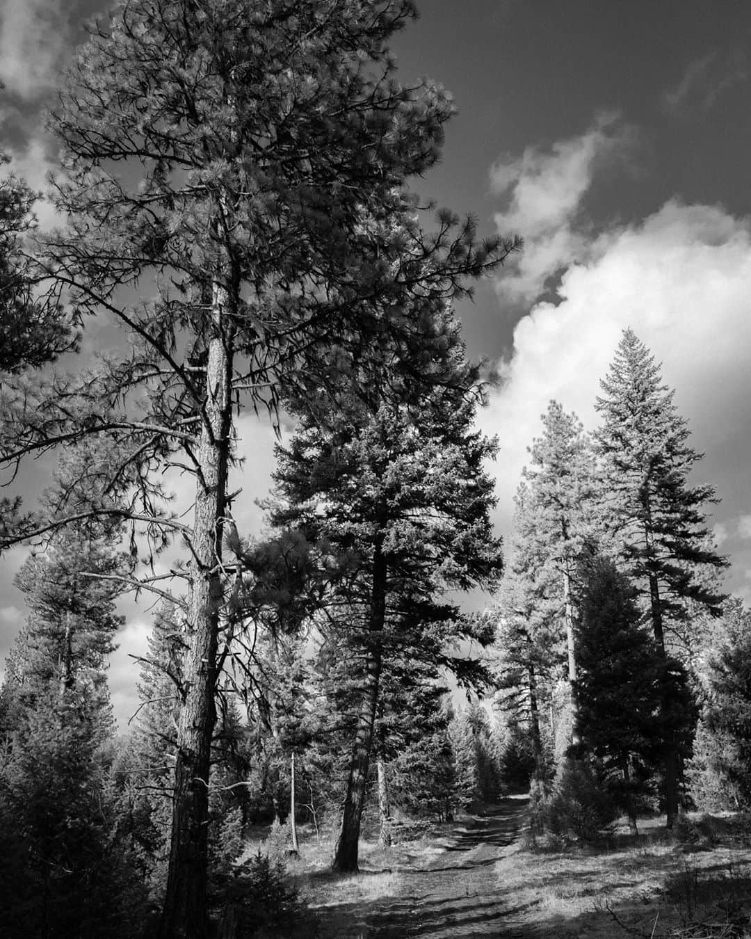 のインスタグラム：「Just a picture of some trees with this new Orwellian dystopia filter I’ve been using.」