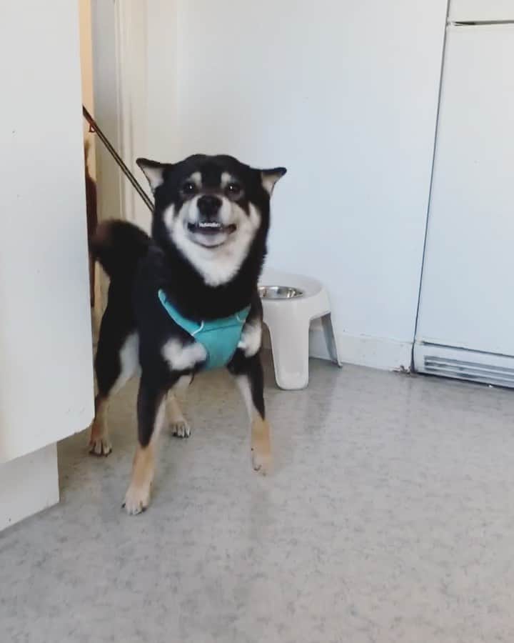 ?Fricko the Shiba Inu?のインスタグラム：「Awwwoooo 😝😝 🐾 🐾 🐾 🐾 #Keaton #🐶 #shiba #shibainu #dog #柴犬 #黒柴 #子犬 #shibalovers #shibaholics #dogoftheday #dogslife #weeklyfluff  #dogstagram  #dogscorner #shibapuppy #puppiesofinstagram」