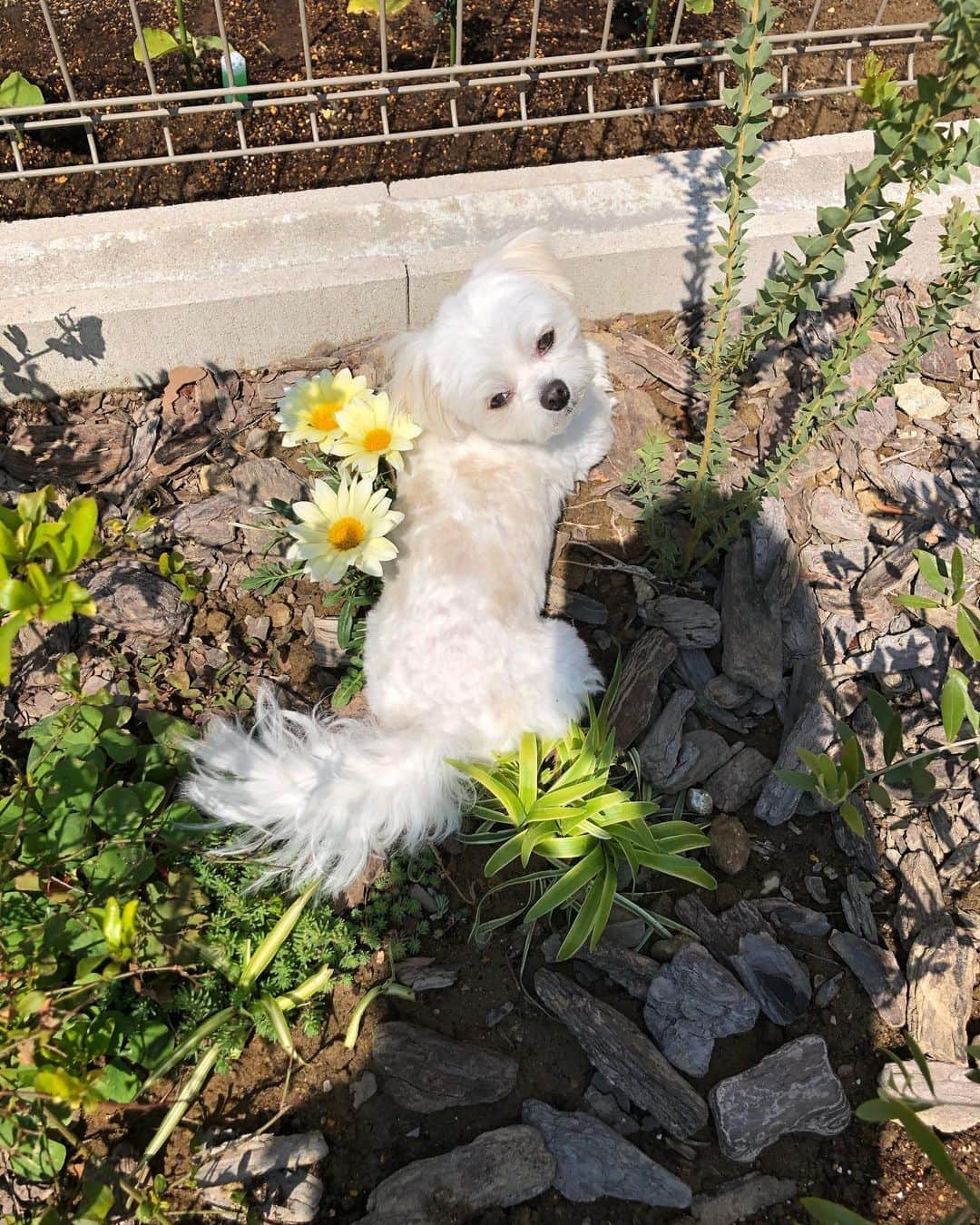 小野真弓さんのインスタグラム写真 - (小野真弓Instagram)「おはようございます🌞 今日も暑くなりそうです🐬 お家時間、自然と共に過ごしています🌱 太陽と共に起きてコーヒーを飲みながらインスタ更新☕️日課になりました🙋‍♀️ 今日も我が家は元気です！感謝🙏 今日も良い一日を〜🌈 #チワワ#ハナちゃん #チワマル#ハルくん #いぬすたぐらむ #いぬばか部 #chihuahua #maltese #mixdog#doglover #dogstagram  #朝はコーヒー#夕方モヒート 🏡セルフロックダウン25日目🏡 最近お隣のお宅を覗くのが趣味のハルくん🐶 怪しいからやめなさい！っと言ったら😒 私の買い物スタイル🕶も負けずに怪しい😂」5月3日 5時50分 - hanaharuaroi