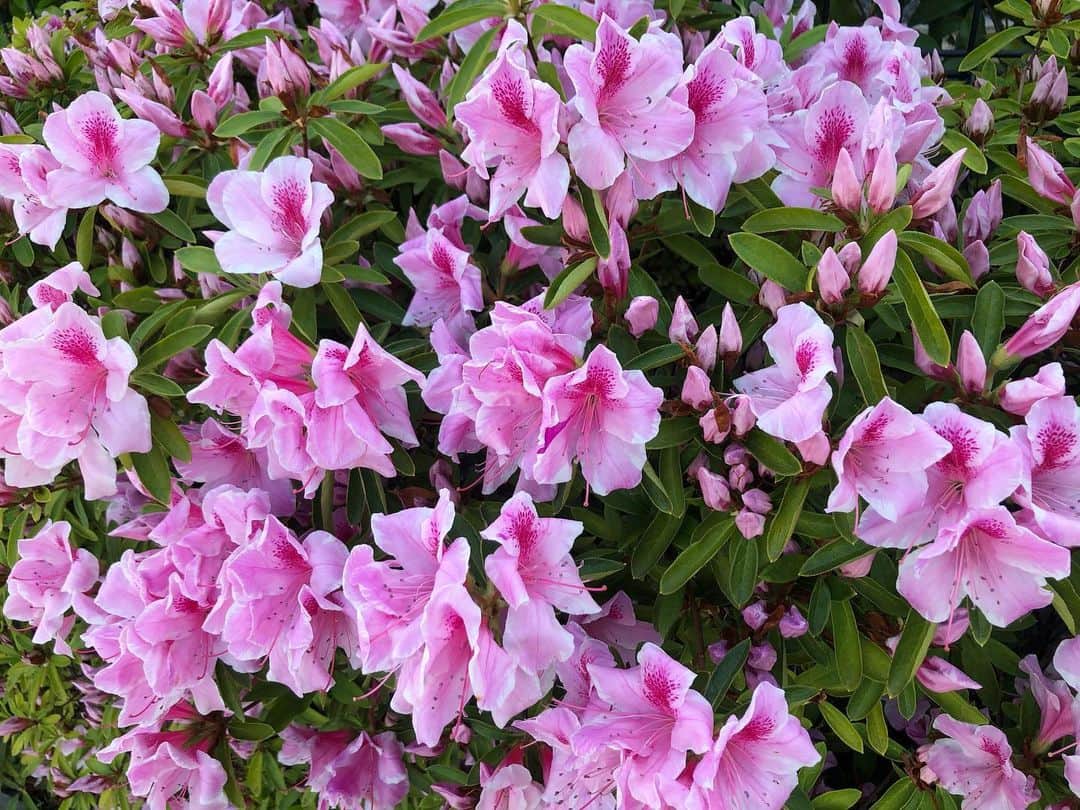 前田彩名さんのインスタグラム写真 - (前田彩名Instagram)「#つつじ 子どもの頃は蜜を吸って帰った☺️。 もう今はできない。笑  花、繋がりで、  今週の #ちょこモグ でご紹介した、 UCHU wagashiさんの #落雁 で 紫陽花を作ってみました☺️ クリエイトする楽しさに、 お上品な美味しさと、 和三盆糖の甘さも味わえる干菓子です💓」5月3日 15時49分 - ayana.maeda