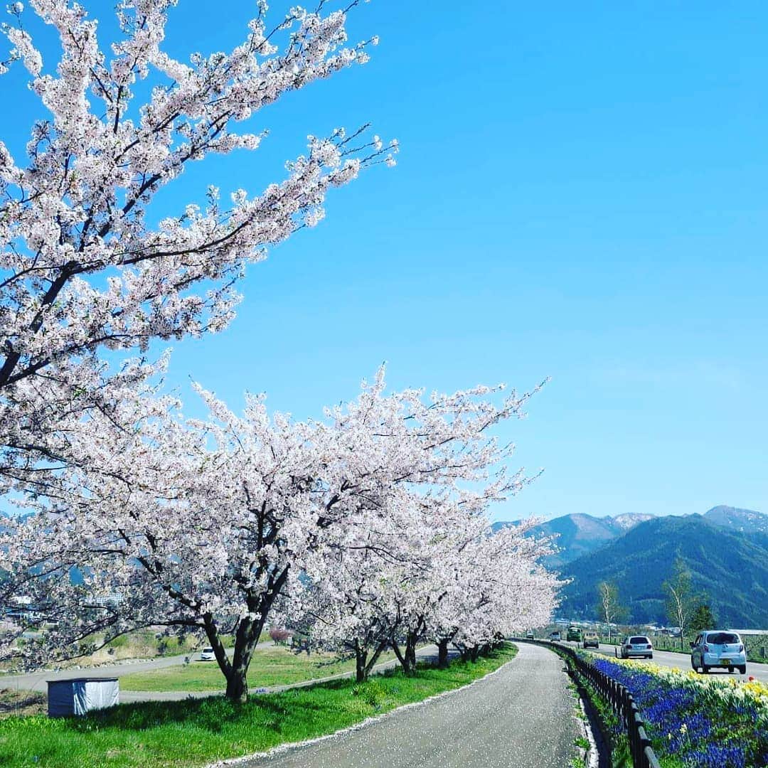 上林ホテル仙壽閣のインスタグラム：「国道292号線、山ノ内町と中野市の境です。やはり、桜は散り初めました。桜も是非来年お越しください。といっているかのようです。 #信州の観光はお休み中 #コロナに負けるな #旅行に行った気分 #japan #senjukaku #桜 #国道292号 #写真撮ってる人と繋がりたい」