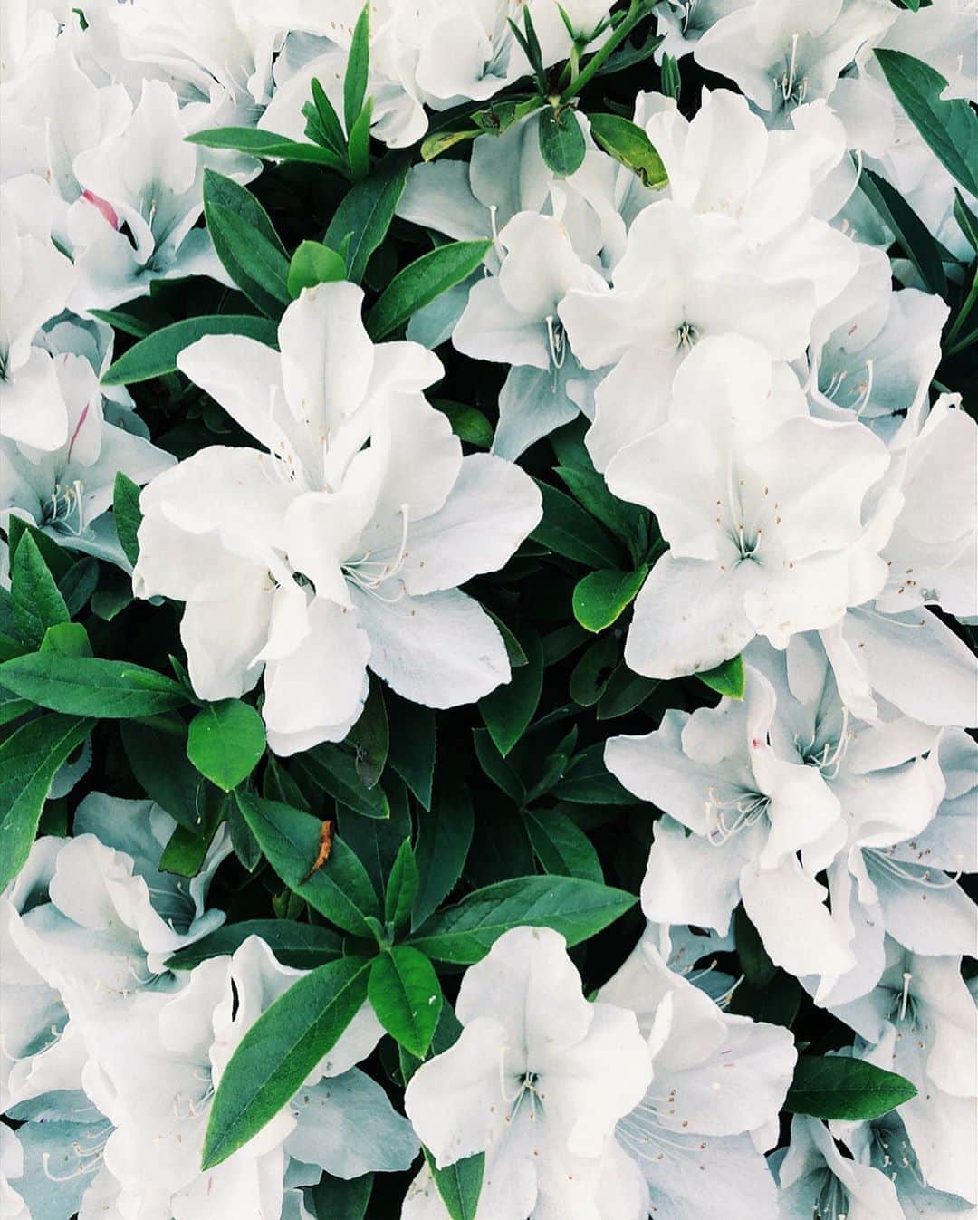 林田岬優さんのインスタグラム写真 - (林田岬優Instagram)「白いツツジ。ドレスみたいに綺麗🤍 #whitedress」5月3日 16時07分 - miyu_hayashida