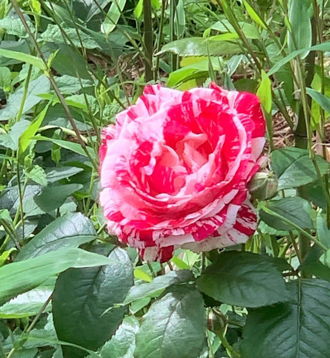 辻仁成さんのインスタグラム写真 - (辻仁成Instagram)「教会の敷地にポツンと咲いたこの薔薇？　びっくりしました。」5月3日 16時12分 - tsujihitonari