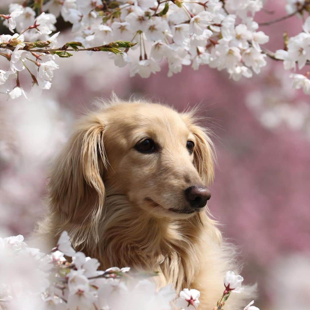 ハッチ＆ニコのインスタグラム：「🐶🌸ニコは重いので桜ショットは大変でした😅  #sakura #桜　#桜ワンコ #カメラ嫌い同好会 #pecoいぬ部 #犬の生活が第一 #癒しわんこ #dachshund #犬バカ部 #短足部 #ふわもこ部 #tokyocameraclub #東京カメラ部」