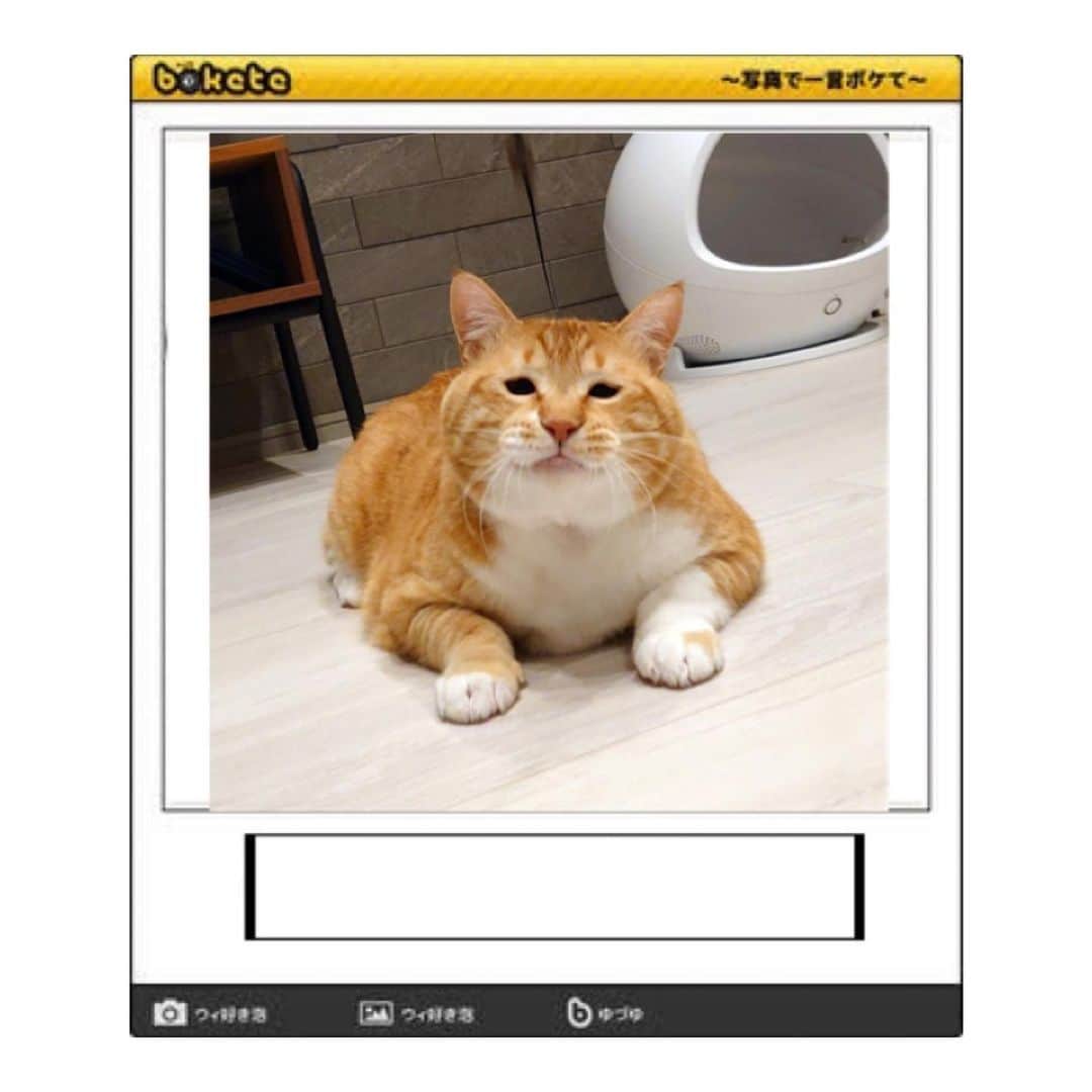 のインスタグラム：「【#ボケて チャレンジ】 皆さま、この写真に一言お願いします。 ・ #ボケて #傑作選ストーリーでも公開したい ・ Could you add English subtitles to this photo?」