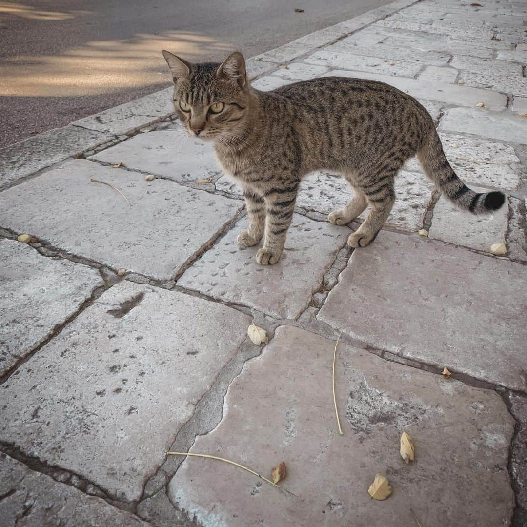 meg rockのインスタグラム：「🐈 #2019 #october #autumn #autumn2019 #autumnvibes #autumnleaves #autumncolors #throwback #tb #beforequarantine #memories #cat #kitten #croatia #korcula #europe #euro #eu」