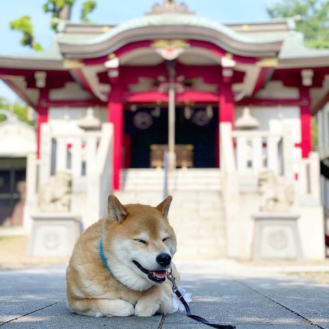 まる（まるたろう）さんのインスタグラム写真 - (まる（まるたろう）Instagram)「Good morning!✨🐶✨今日もまぁまぁ暑いね〜 #石畳で冷やしてくね #パパもゴロンしちゃえば #トゥギャザーしようぜ」5月3日 9時34分 - marutaro