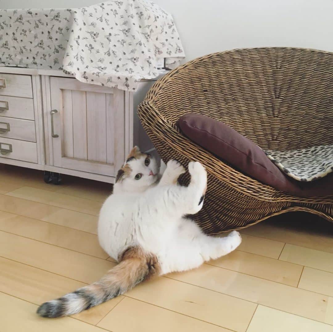 のインスタグラム：「Happy Sunday 🌼 爪とぎしちゃうもんね。」