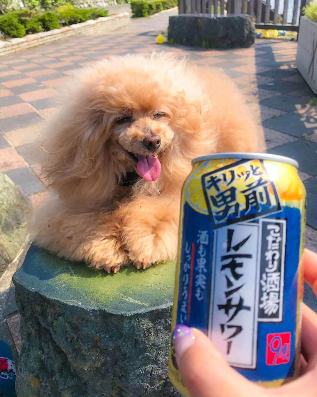 Toypoodle Mikuru?Asakusa Tokyoのグルメインスタ
