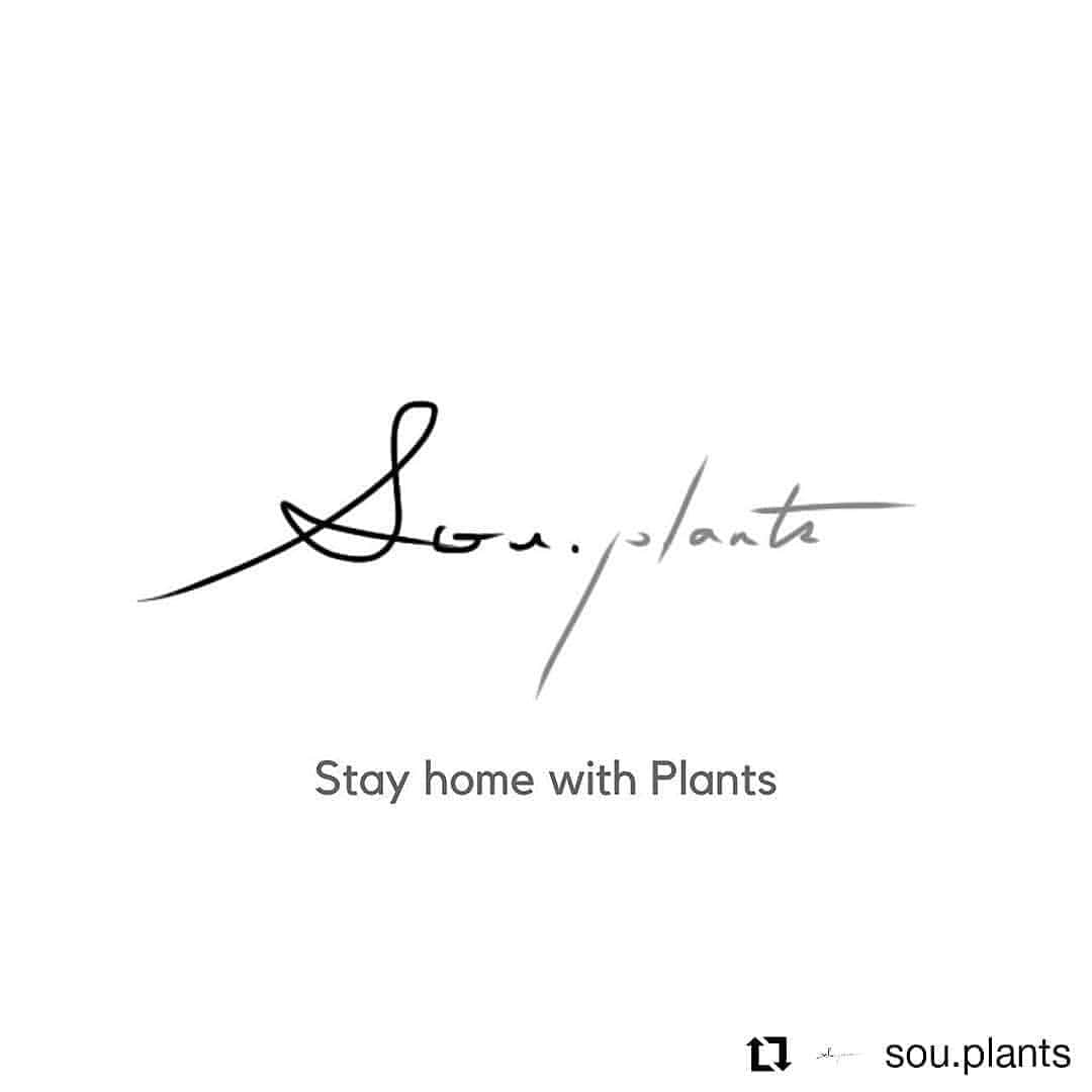 伊藤 慎さんのインスタグラム写真 - (伊藤 慎Instagram)「現在開催中で5/4までの @sou.plants さんの販売企画、「Stay Home with Plants」に鉢を出品しました。 ． とはいえこの企画、僕の品を含めて、どの作家がいつ販売されるか予告がなく、突然販売開始の告知がされる、ゲリラ的な販売です。 ． 人気の中川智治さん @tomoharu.nakagawa を初めとして、完売作家さんが多いので、お目当てがある方は、期間中いつ誰がくるのか目を離せないドキドキの企画となってます！ ． 植木鉢初参戦です！土による表現と日常空間をつなぐ有意義な制作でした！どうか継続したいので応援よろしくお願いします！ ． 下記詳細です。 ． ． #Repost @sou.plants • • • • • • ． GW企画②web展示会についてのお知らせです。 ． 今回のpostではは新しく取り扱いが始まる伊藤慎さんの紹介です。 兵庫県を拠点に器やオブジェ・花器などの制作活動をされています。 素材や焼き方に真摯に向き合い日々研究していらっしゃいます。 今回は練り込みという技法で様々な素材を練り込み制作された作品を展示させて頂きます。 少量となりますがどうぞお楽しみにお待ち下さい。 ． ． ※今回のGW展示会にあたり、出来るだけ多くの方の手に取って頂きたいので同一作家さんの作品はお一人2点までとさせて頂きます。 ご理解ご協力の程宜しくお願い致します。 (sou.×伝市鉢は制限無しでご購入頂けます） ． . web shopにて、新しい作家さんや新作も含めたくさんリリースします。 販売方法は5/2〜5/4の3日間で、作家さん毎にゲリラ販売させて頂きます。 複数ご購入頂く方もいらっしゃると思いますので、3日間で別々にご購入頂きました作品は同梱にて5/5より順に発送させて頂きます。 もし、お急ぎで必要な場合は備考にてご連絡下さいませ。 ． ． ． #伊藤慎#sou鉢#陶芸#陶芸作家#植木鉢#pot#pottery#ceramics#glaze#塊根植物#塊根植物のある暮らし#植替え#おうち時間#stayhome#stayhomewithplants#caudex#plants#botanical」5月3日 9時51分 - shinito.pottery