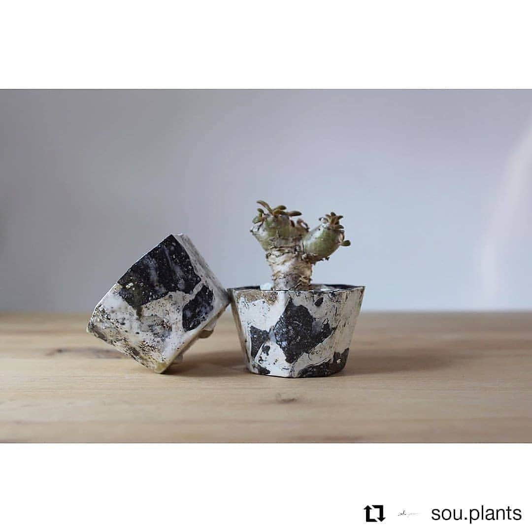 伊藤 慎さんのインスタグラム写真 - (伊藤 慎Instagram)「現在開催中で5/4までの @sou.plants さんの販売企画、「Stay Home with Plants」に鉢を出品しました。 ． とはいえこの企画、僕の品を含めて、どの作家がいつ販売されるか予告がなく、突然販売開始の告知がされる、ゲリラ的な販売です。 ． 人気の中川智治さん @tomoharu.nakagawa を初めとして、完売作家さんが多いので、お目当てがある方は、期間中いつ誰がくるのか目を離せないドキドキの企画となってます！ ． 植木鉢初参戦です！土による表現と日常空間をつなぐ有意義な制作でした！どうか継続したいので応援よろしくお願いします！ ． 下記詳細です。 ． ． #Repost @sou.plants • • • • • • ． GW企画②web展示会についてのお知らせです。 ． 今回のpostではは新しく取り扱いが始まる伊藤慎さんの紹介です。 兵庫県を拠点に器やオブジェ・花器などの制作活動をされています。 素材や焼き方に真摯に向き合い日々研究していらっしゃいます。 今回は練り込みという技法で様々な素材を練り込み制作された作品を展示させて頂きます。 少量となりますがどうぞお楽しみにお待ち下さい。 ． ． ※今回のGW展示会にあたり、出来るだけ多くの方の手に取って頂きたいので同一作家さんの作品はお一人2点までとさせて頂きます。 ご理解ご協力の程宜しくお願い致します。 (sou.×伝市鉢は制限無しでご購入頂けます） ． . web shopにて、新しい作家さんや新作も含めたくさんリリースします。 販売方法は5/2〜5/4の3日間で、作家さん毎にゲリラ販売させて頂きます。 複数ご購入頂く方もいらっしゃると思いますので、3日間で別々にご購入頂きました作品は同梱にて5/5より順に発送させて頂きます。 もし、お急ぎで必要な場合は備考にてご連絡下さいませ。 ． ． ． #伊藤慎#sou鉢#陶芸#陶芸作家#植木鉢#pot#pottery#ceramics#glaze#塊根植物#塊根植物のある暮らし#植替え#おうち時間#stayhome#stayhomewithplants#caudex#plants#botanical」5月3日 9時51分 - shinito.pottery