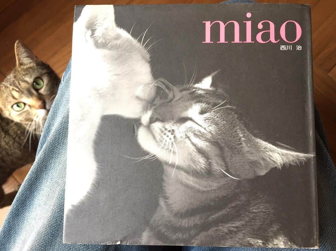 長塚圭史のインスタグラム：「女優の原田夏希さんからブックカバーチャレンジのバトンを渡されまして、5日目です。  これご存知の方いるかなあ。西川治さんの『miao』。ズッケロ（白）とカピート（キジトラ）という猫と著者がイタリアで暮らしていた時代の写真集なんですが（文章もまたいいんです）、私が小学生の頃に母の経営していた小さなブティックに置いてあって、そこへ行くと夢中で見ていたんです。という記憶もあるんですが…同時にちょっとがっかりもしていました。というのは、こんなに可愛いくて腕白な猫たちが…我が家にはいない！という現実がまざまざと重くのしかかったからですね。だから私はその欲望を他所で満たしました。母の店のすぐ近くに、まるで大林宣彦映画に出てきそうな、それこそ南田洋子さんが現れそうな古い洋館がありまして、そこの庭には無数の猫がいたんですね。その猫たちに会いたくて、当時本当に痩せっぽっちでしたから、門の隙間をくぐり抜けて、鬱蒼とした庭に忍び込み、時を忘れて猫と遊びました。稀に南田さんが、じゃなくてその洋館の女主人がカーテンを少し開けて私を微笑んで見つめ、時には紅茶をご馳走してくれたような気もするし、それは私の記憶の改ざんなのかもしれませんし、いつか見た映画の中なのかもしれません。 #bookcoverchallenge #ブックカバーチャレンジ」