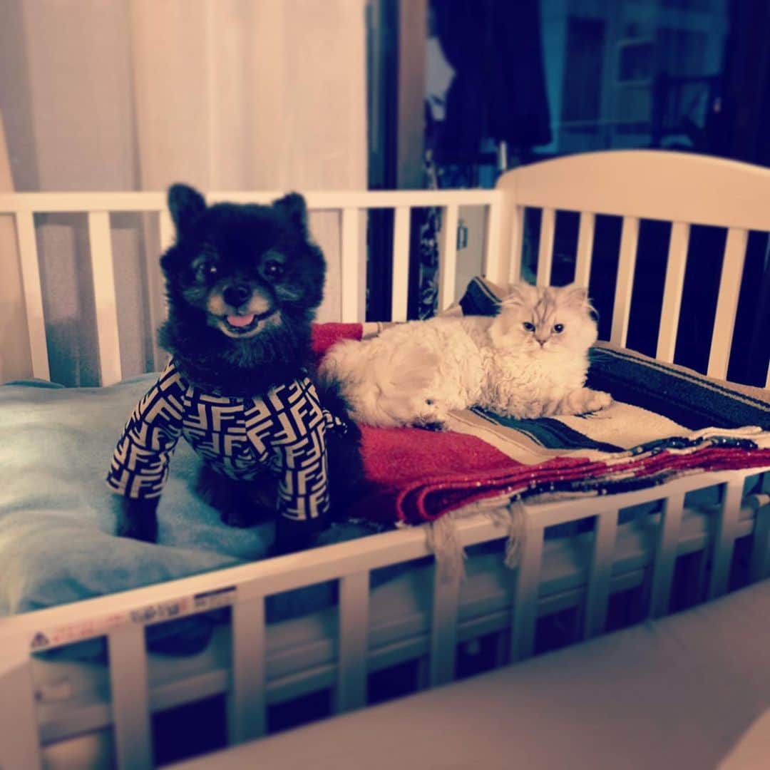 SATOKOさんのインスタグラム写真 - (SATOKOInstagram)「姪からめちゃくそ効きそうなお守りもらった♡そして弟夫妻にベビーベッドをお下がりで頂いたら、占領された。 #お前のじゃない #犬と猫のいる暮らし」5月3日 10時23分 - fc_satoko