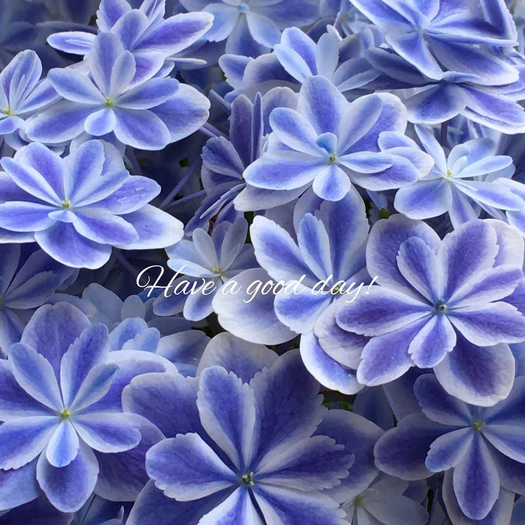 雑誌『花時間』さんのインスタグラム写真 - (雑誌『花時間』Instagram)「おはようございます。﻿ ﻿ この花はアジサイの「万華鏡」。鉢もので人気だから、ご存知の方は多いでしょうね。﻿ ﻿ 島根県アジサイ研究会が作出した万華鏡。﻿ ﻿ こんなふうに鮮やかな青もあれば、やさしい水色やピンクの花もあります。﻿ ﻿ 共通点は、小さな萼片（がくへん）一枚ずつが、白い色で縁取られていること。﻿ ﻿ でも、なんでいまの時期にアジサイの話題？﻿ ﻿ 母の日の贈り物として人気の鉢ものアジサイ。いちばん種類豊富に出回るのは、5月のこの時期なんです。﻿ ﻿ 探すなら、いま！  ネットでも入手できるので検索してみて。﻿ ﻿ 好評発売中の『花時間 心ときめく花ぬり絵』でもアジサイの素敵なアレンジをぬって楽しめまーす😊﻿ 画面左下のマークをポチッとすると、詳細をご覧いただけますよ。 ﻿ では、本日も元気smile😊😊😊でエンジョイステイホーム🏠しましょう！  by ピーターパン  #flowers #flowerslovers #flowerstagram #flowerarrangement  #花時間 #花時間2020 #花好き #花藝 #花好きな人と繋がりたい #花が好きな人と繋がりたい #花のある生活 #アジサイ万華鏡 #花ぬり絵  #河合ひとみ  #花のある暮らし #花を飾る #花を飾る生活  #紫陽花  #青い花が好き  #hydrangea  #ビタミンf  #花屋さんへ行こう」5月3日 10時25分 - hanajikan_magazine