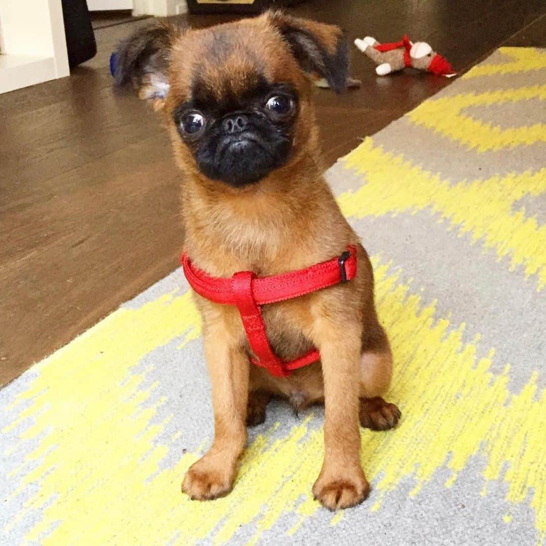 BING & WALTERさんのインスタグラム写真 - (BING & WALTERInstagram)「We are thankful everyday for this attitude filled, sassy, goofy little guy that is constantly keeping us on our toes (literally because he scratches the door a million times a day to get our attention 🙄) and is best annoying little brother to Bing.. Cheers to everyone going on this journey with us these past 5 years and cheers to many many more to come! 🎉」5月3日 10時51分 - bingandwalter