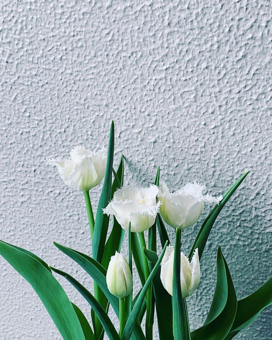 小谷実由さんのインスタグラム写真 - (小谷実由Instagram)「起きたら一気に咲いてた。キミたちかわいいね」5月3日 11時03分 - omiyuno