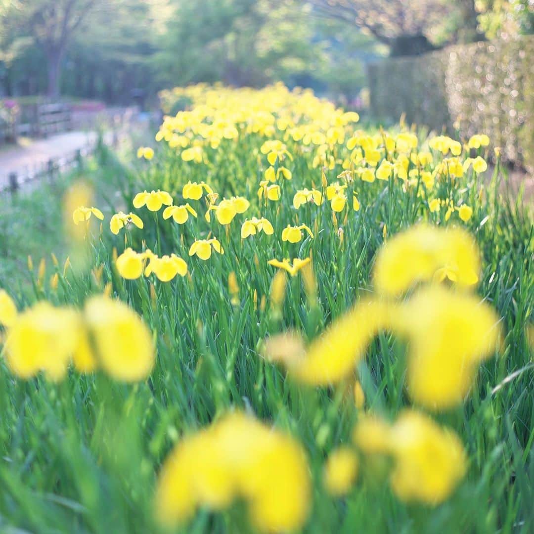 kiccyomuのインスタグラム：「☁️ 2020.05.03 Sun 近所の公園に咲く花🌼…春色😊 これ系の花名はよく分かりませんが😅 元気な黄色の花がたくさん咲いてましたよ〜 #心に花を * Stay home 🏡 週間💐 #一日も早く平穏な日が訪れますように 🙏 今日も元気に🤗 今日ものんびり☕️ * location #千葉 📷撮影 5月2日」