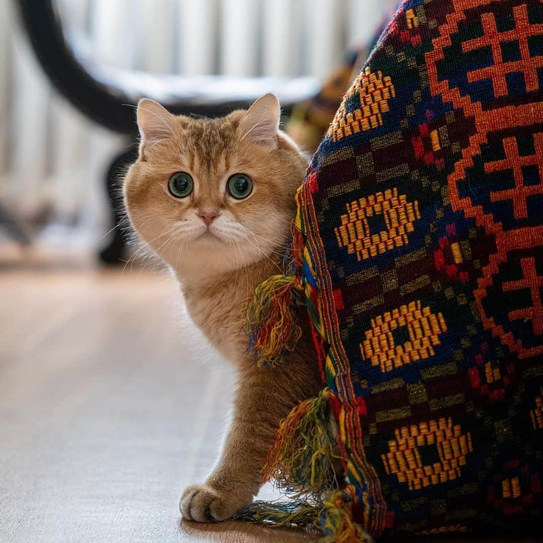 Hosicoさんのインスタグラム写真 - (HosicoInstagram)「Well, what should we do today? Why can't we play hide and seek again? 😺」5月3日 17時18分 - hosico_cat