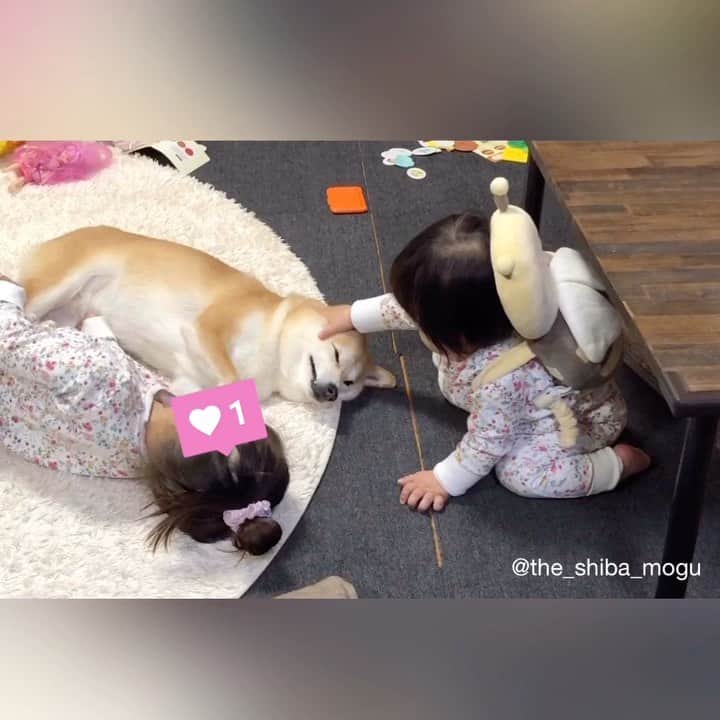 Moguのインスタグラム：「. 人気者はつらいなの。 #やれやれ #私を撫でる前に #後ろのおもちゃ達を片付けて 👧Don't touch her eyes. Stroke mogu except for her eye. . @the_shiba_mogu  #柴犬 #shibainu #shiba#赤柴 #redshiba#犬 #dog#しばいぬ#nannydog#犬と子供#子供と犬#柴犬と子供#柴#赤ちゃんと犬#犬と赤ちゃん#柴犬と赤ちゃん#赤ちゃんと柴犬#柴犬のいる暮らし#子守犬」