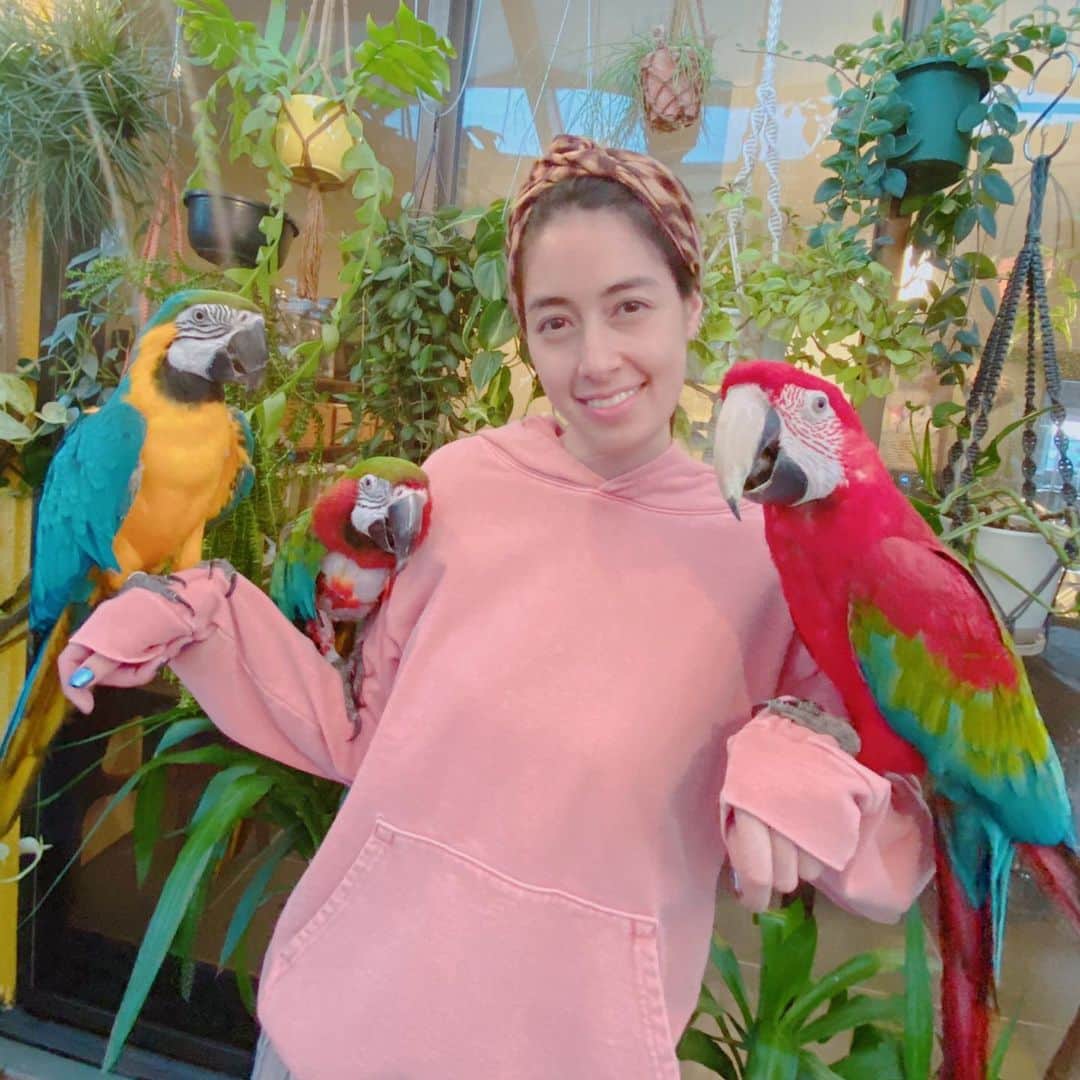 森泉さんのインスタグラム写真 - (森泉Instagram)「My macaws 🦜 Pongo💙Sky💚Kiki❤️ 爪が〜痛い〜よ〜〜😆 今日切りますー！ #macaw #コンゴウインコ」5月3日 11時50分 - izumi.mori