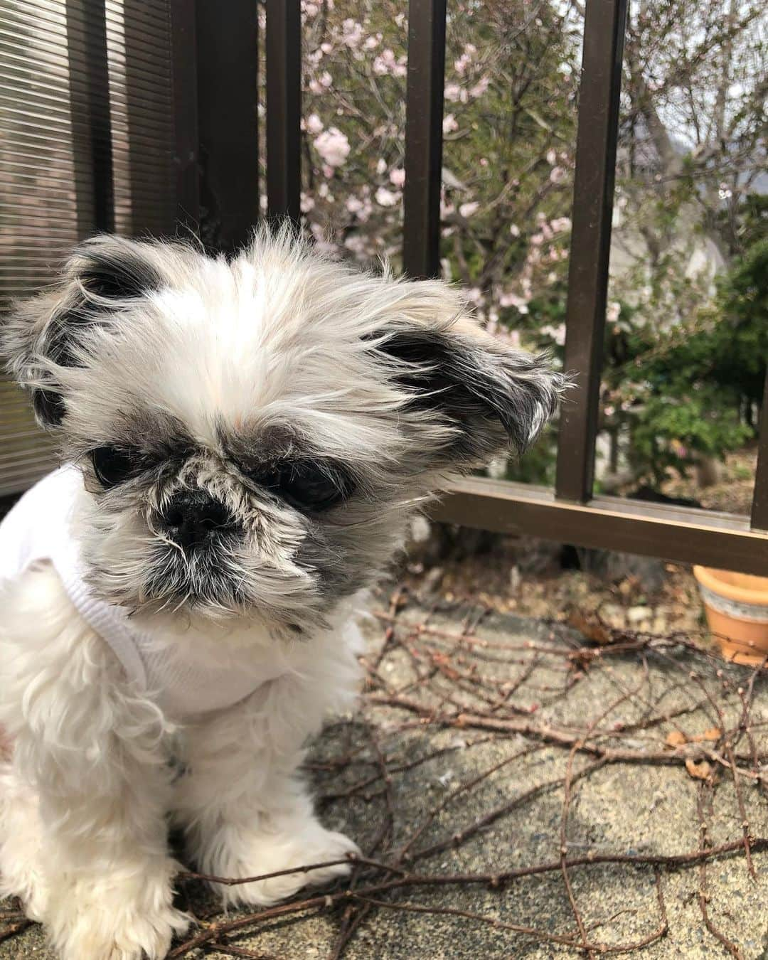 イチミ＆ポンズさんのインスタグラム写真 - (イチミ＆ポンズInstagram)「きゅうちゃん気分転換ベランダで🌸  今日は夏みたいな気温でぽんちゃんは速攻おうちの中に入っていきました🌞」5月3日 12時16分 - shimejiwasabi