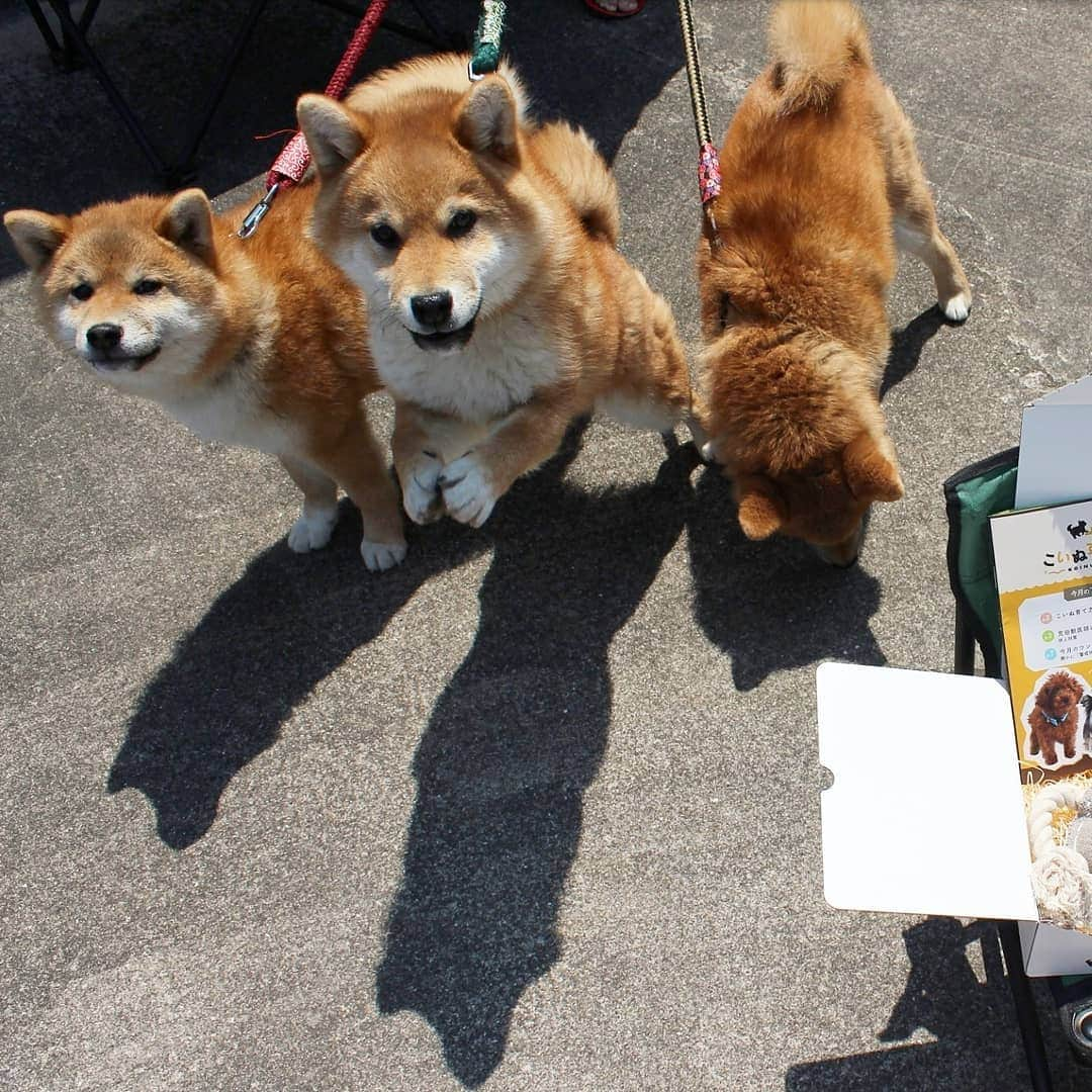 柴犬たま Shibainu Tamaのインスタグラム