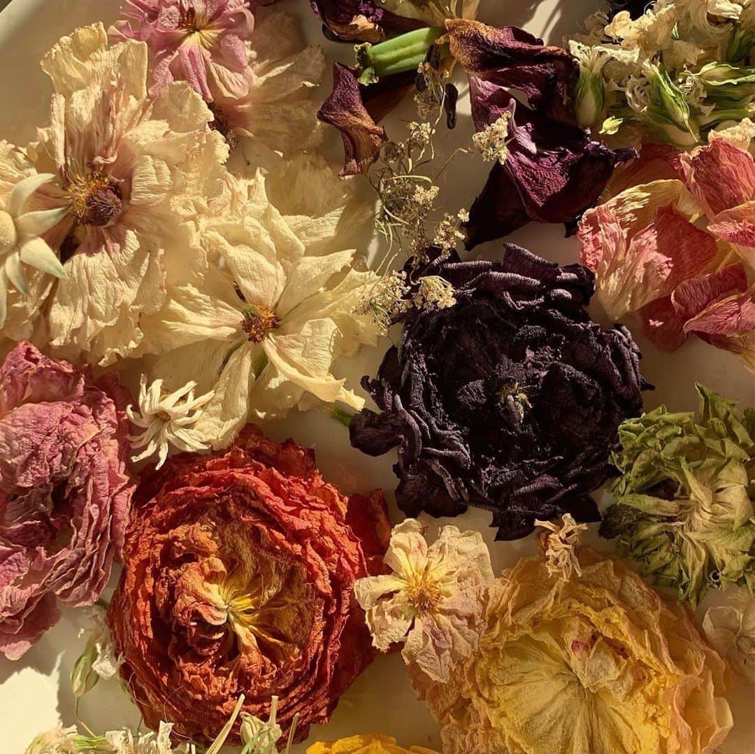 杉咲花のインスタグラム：「🌼」