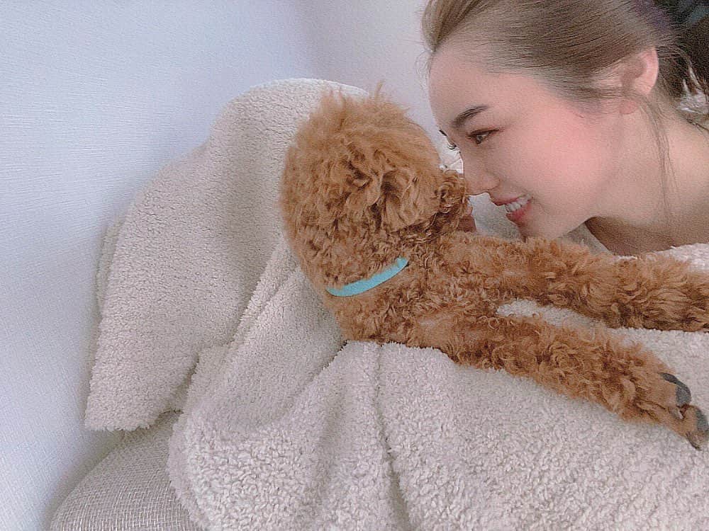 石田安奈のインスタグラム：「可愛いなぁ😍❤️❤️❤️ #ペット　#トイプードル男の子 #プードル　#お家時間　#愛犬」