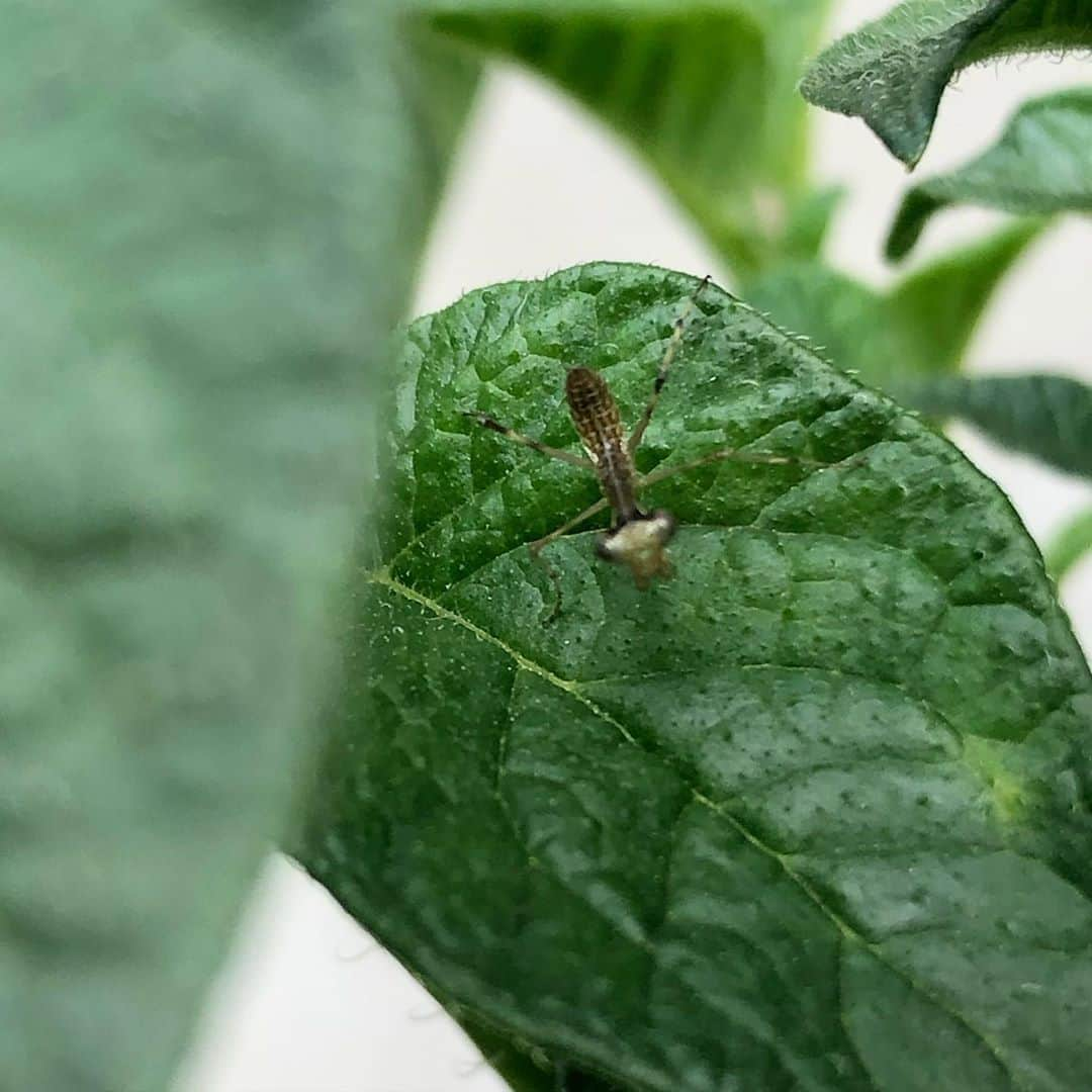 たむらけんじさんのインスタグラム写真 - (たむらけんじInstagram)「家庭菜園のジャガイモの葉っぱにカマキリの赤ちゃんおった。 大変な世の中やけど、色んなところで新しい命は生まれている。 ちょっとなんかほっこりした。  #たむけん」5月3日 14時20分 - tamuradojou