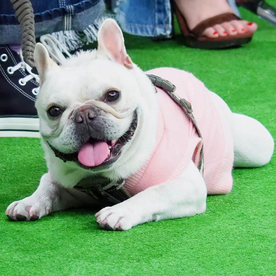 テレビ東京「どうぶつピース‼︎」のインスタグラム