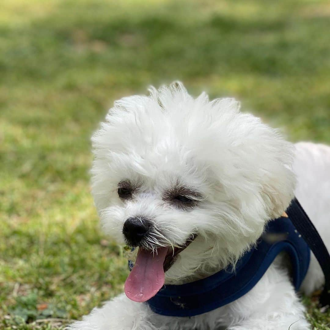 チャンミンさんのインスタグラム写真 - (チャンミンInstagram)「Happy Sunday🎶🐶」5月3日 14時30分 - changmin88