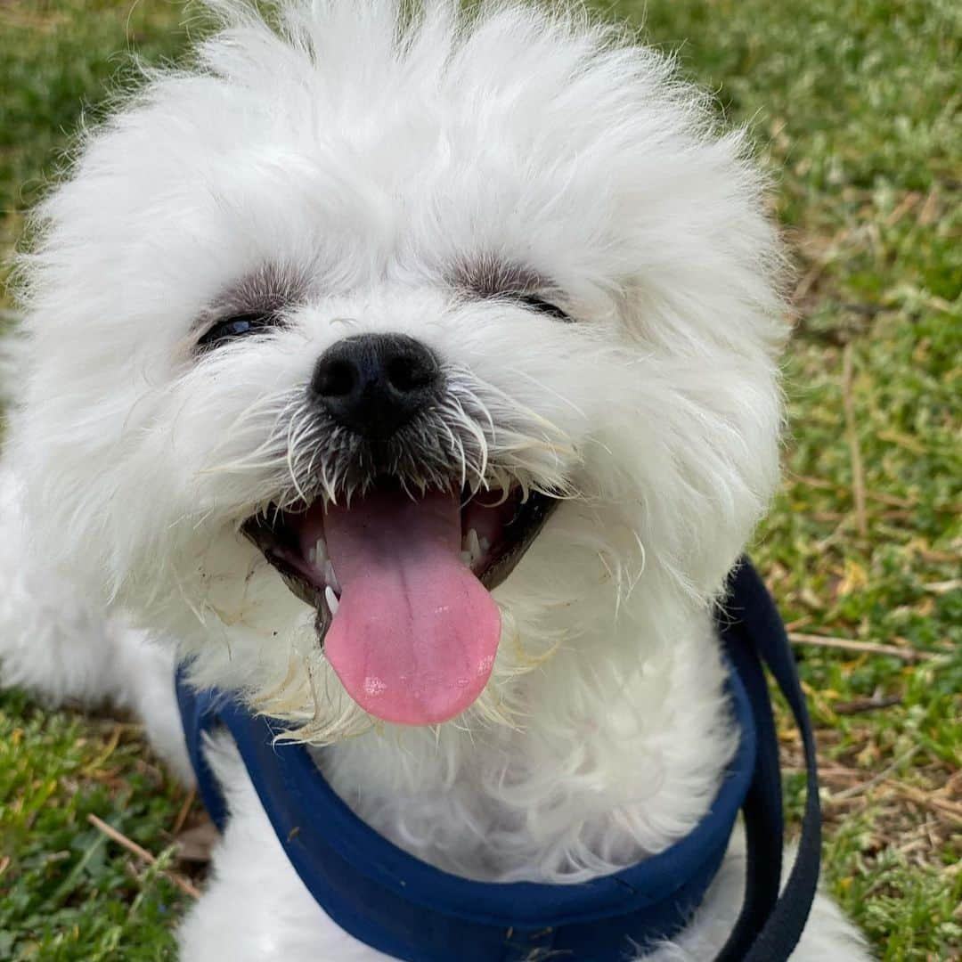 チャンミンさんのインスタグラム写真 - (チャンミンInstagram)「Happy Sunday🎶🐶」5月3日 14時30分 - changmin88