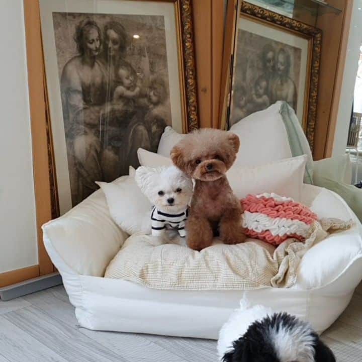 띠비비샤샤루루슈엘のインスタグラム