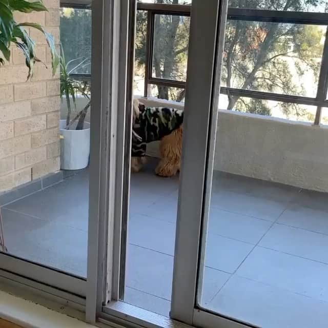 DogsOf Instagramのインスタグラム：「“Iso life feels...anyone feeling a little like this in lockdown at the moment?” writes @tacothecocker  #dogsofinstagram」